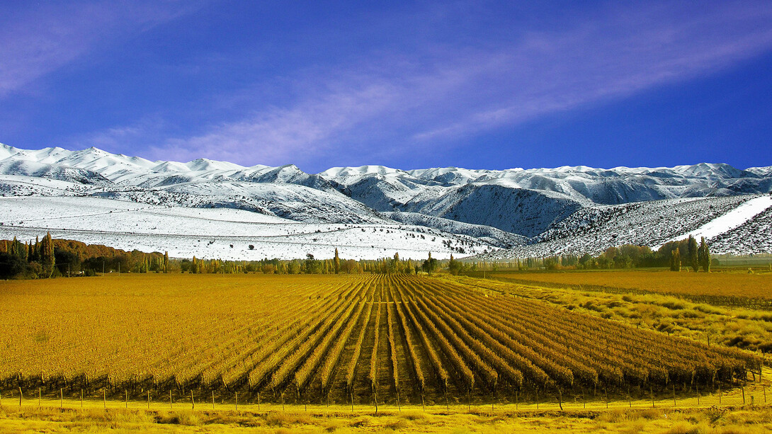 Viñedos en la provincia de Mendoza, Argentina
