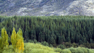 Plantaciones de monocultivo de pino en Chile