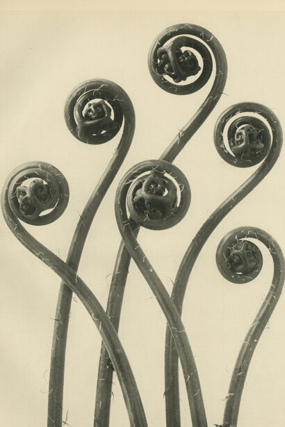 Karl Blossfeldt, Maidenhair fern, young unfurling fronds, c.1928. Courtesy of Howard Greenberg Galler