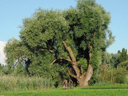 L’isola, con i suoi bei campi di ortaggi che si snodano intorno al lago e fra gli enormi alberi secolari, è ideale per un percorso in bici in quanto è tutta pianeggiante e favorita da un clima eccezionale. Foto Enzo Valenti
