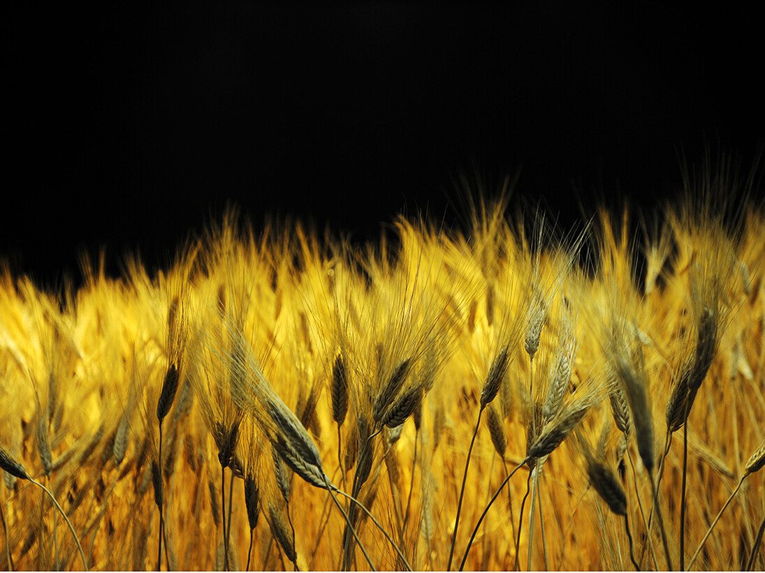Food. Science from seeds to supper, Museo Civico di Storia Naturale, Milano. Ph: Fabrizio Stipari/24Ore Cultura