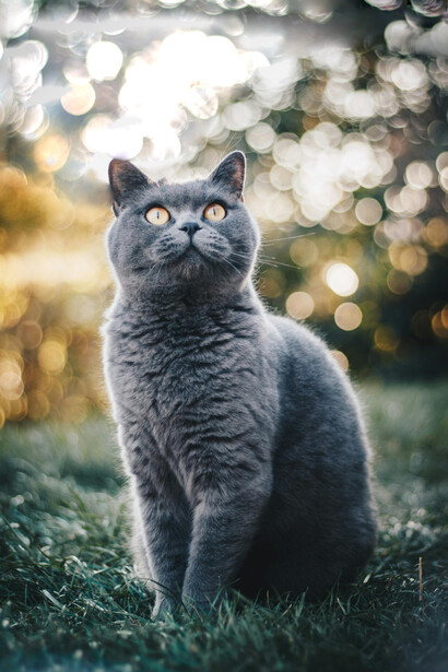 Cada felino impone su propio orden del mundo, guiado por rutinas inquebrantables que el humano debe aprender a leer