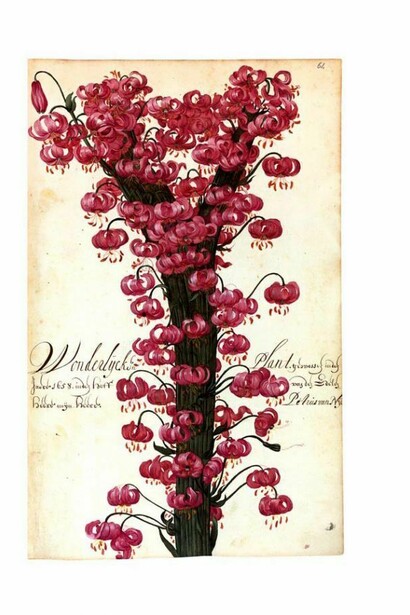 Florilegio della versione facsimile del De Geest della Biblioteca nazionale di Roma