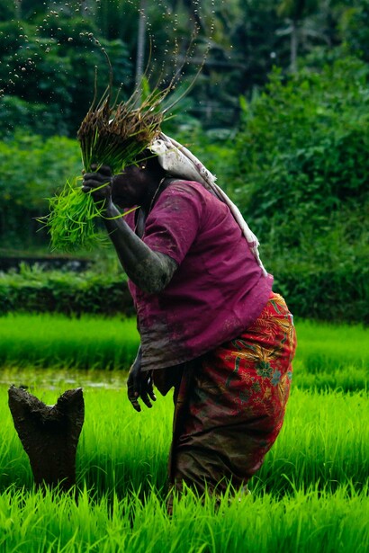 Woman working in rice fields