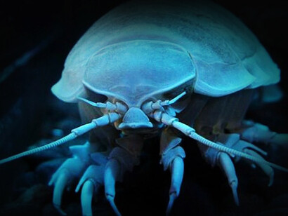 Los isópodos del género Bathynomus son realmente gigantes, alcanzando más de medio metro de largo y hasta casi dos kilogramos en peso