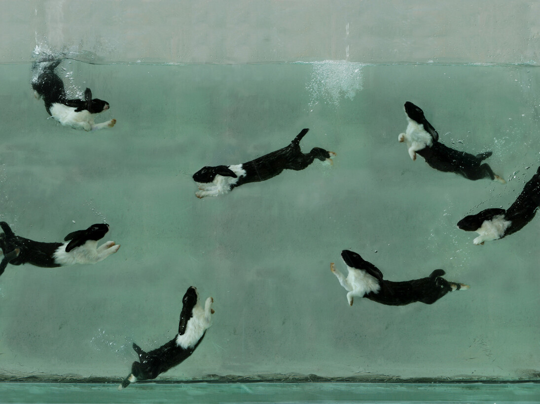 Zhou Hongbing, Aquarium, Courtesy gallery Magda Danysz gallery