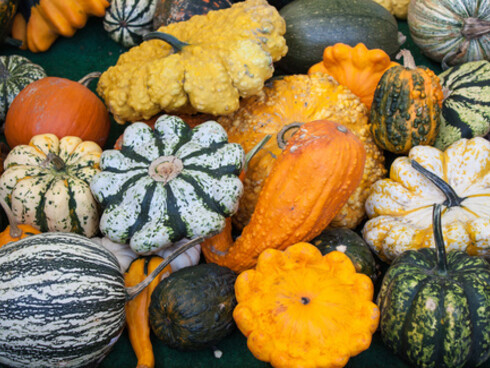 Varietà di zucca