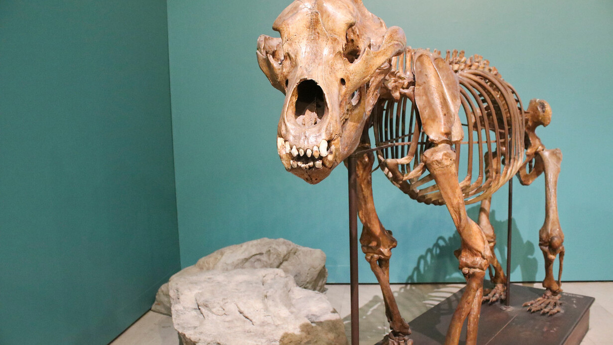Age of Mammals: The Cenozoic Era. Courtesy of Carnegie Museum of Natural History