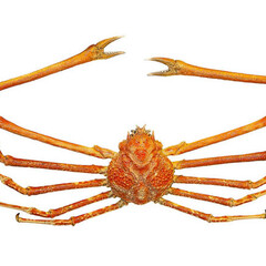 Japanische Riesenkrabbe (Macrocheira kaempferi), Trockenpräparat © SDTB / Foto: C. Kirchner