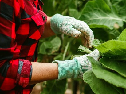 Agricultora cuida de sua horta. Na África, a agricultura familiar é uma importante fonte de emprego e receita pública por meio de movimentação de produtos agrícolas (Cungura, 2011). Todavia, é essencial para a redução do êxodo rural e promoção da distribuição de renda, características fundamentais para o desenvolvimento equilibrado entre áreas urbanas e rurais