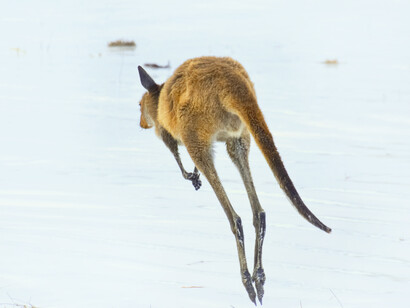 Wild kangaroos: previous studies of rewilding have yet to determine where it could lead long-term