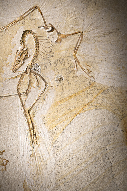 Cropped image of the fossil. Courtesy of Field Museum. Photo by Delaney Drummond