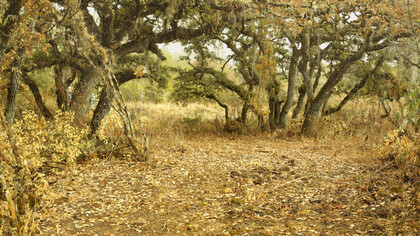 Bosque, Latuvi, Oaxaca