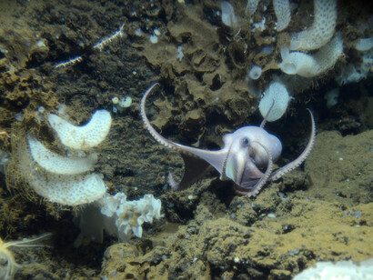 Una cría de pulpo se aleja nadando del afloramiento rocoso conocido como Colina El Dorado. Foto: Schmidt Ocean Institute