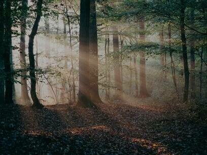 Ein Wald und Morgensonnenstrahlen