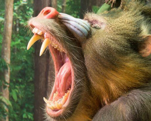 Monkeys. Courtesy of Royal Belgian Institute of Natural Sciences