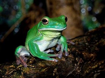 La raganella dalle labbra bianche (Sandyrana infrafrenata) è una specie di rana appartenente alla famiglia dei Pelodryadidae. È la raganella più grande del mondo