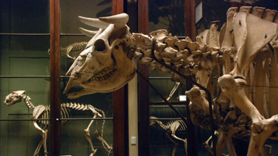 Osteología Comparada. Courtesy of Museo de La Plata