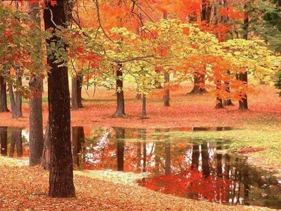 Bosco autunnale