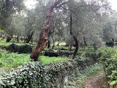 Sguardi gardesani, Uliveti,foto Claudia Zanfi