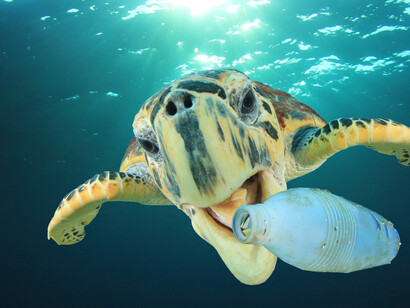 La plastica causa di morte per gli animali marini