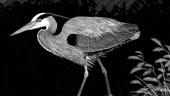 Ornithology. Courtesy of Royal BC Museum