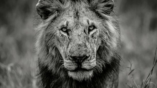 David Lloyd, African Lion