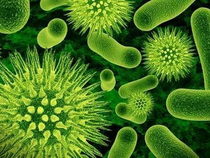Die Ballaststoffe können von gesunden Bakterien in unserem Darm fermentiert werden, um kurzkettige Fettsäuren zu produzieren, die das neuroendokrine Immunsystem unterstützen