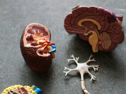 O impacto da psicoterapia no cérebro é evidenciado por alterações significativas em áreas como o córtex pré-frontal e o hipocampo, influenciando positivamente a cognição e o comportamento