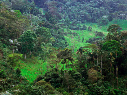 El Bosque de Protección del Alto Mayo, en Perú, resguarda 182 mil hectáreas de ecosistemas diversos, desde la sierra hasta la selva amazónica, albergando comunidades Awajún y una enorme riqueza biológica