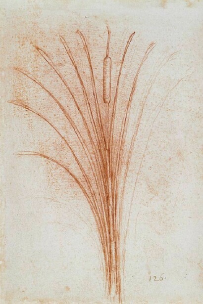 Leonardo Da Vinci - Calta palustre