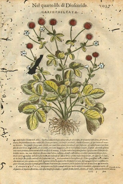 Pagina del "De materia medica". Il Dioscoride di Napoli  
