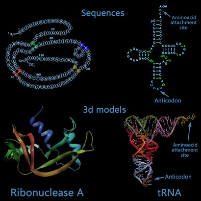 Macromolecules are generally folded in a particular spatial conformation. Here are shown (on the left side) the sequence and the 3d structure of a typical enzyme, Ribonuclease A, and (on the right side) the sequence and the 3d structure of a common nucleic acid, a tRNA.
