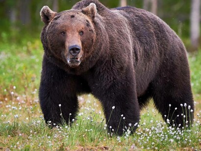 The bear on all fours notices someone scouting him