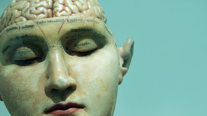 Brain: the left hemisphere controls language
