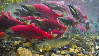 Il salmone rosso, Oncorhynchus nerka