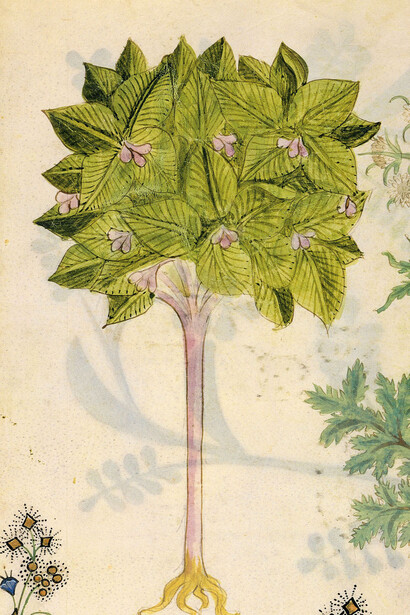 Sebesten, (Cordia Myxa)