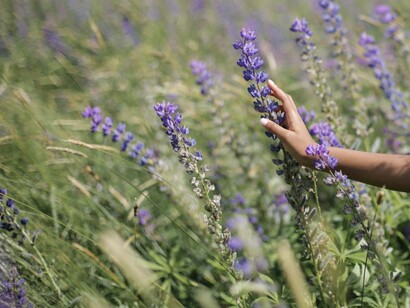Ragazza all'aria aperta prende in mano la lavanda