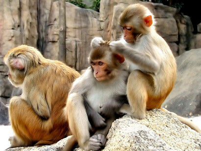 A family of primates