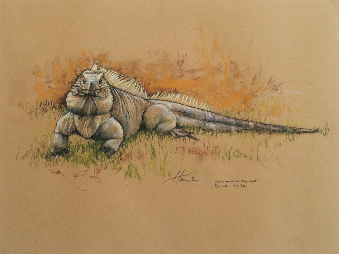 David Birkin, Cyclura Nubila, 2014