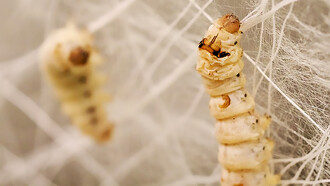 Silkworms inhabit the Silk Pavilion installation, showcasing natural construction methods