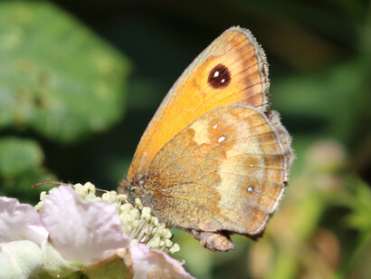 Gatekeeper sipping nectar from Bramble, Titchfield Haven © Gehan de Silva Wijeyeratne