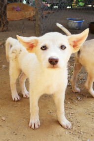 A small puppy stares at the camera, in a yard full of dogs