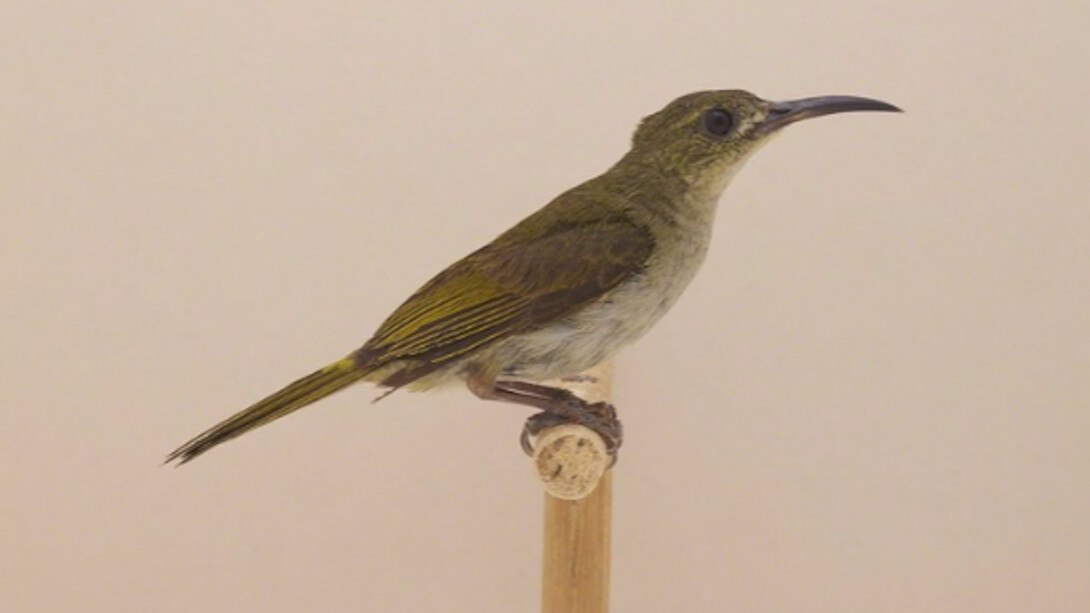 Luke Stephenson, Olive Sunbird #1, ca. 2016. Courtesy of The Photographers' Gallery