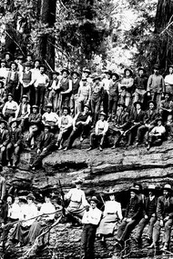 Grupo de homens sobre o toco colossal de uma árvore derrubada na Serra Nevada, nos Estados Unidos. Não era uma árvore qualquer. Era uma sequoia gigante. Mais de um século depois, a imagem ressurge como um assombro. Não apenas por sua escala, mas pelo que ela revela: a arrogância humana diante da natureza milenar. Aqueles homens, no topo do tronco, celebravam um suposto progresso. Não viam um crime. Viam uma conquista. A indústria exigia espaço, as ferrovias precisavam avançar, o “desenvolvimento” exigia sacrifícios. E foi assim que árvores com milhares de anos foram postas abaixo em questão de dias