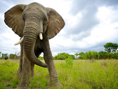 Loxodonta africana