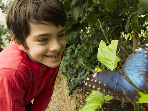 Sensational Butterflies. Courtesy of Natural History Museum