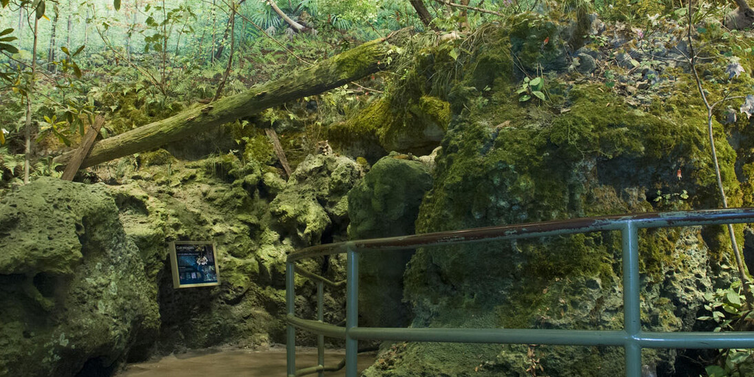 Waterways & Wildlife. Courtesy of Florida Museum of Natural History