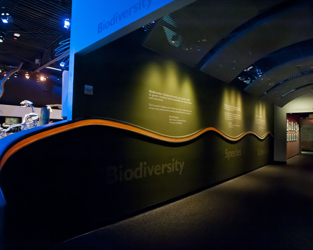 Florida Fossils. Courtesy of Florida Museum of Natural History