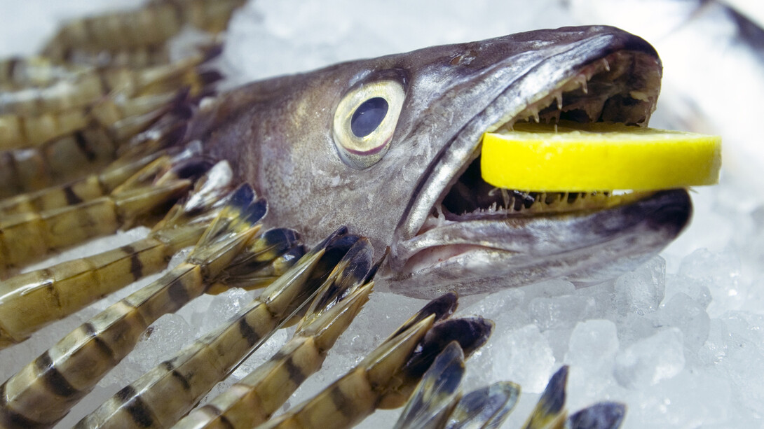 Sam Curtis, Launch event at Sluice Art Fair, Centre for Innovative and Radical Fishmongery, 2013, Image courtesy of the artist